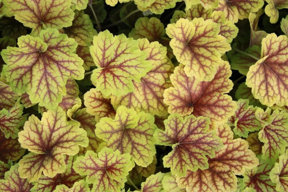 гейхера бургунди. гейхера heuchera forever red. гейхера forever red. гейхера нортерн. гейхера heuchera forever red.