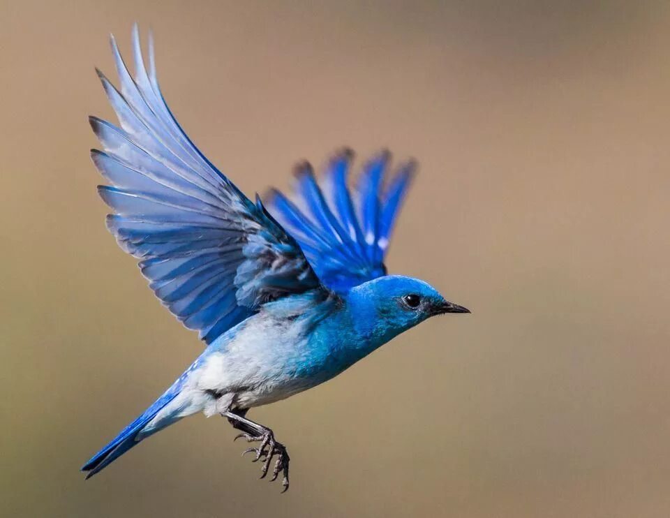 Синяя птица д. Голубая сиалия птица. Сиалия Лазурная птица. Лазоревая сиалия. Синяя мухоловка.