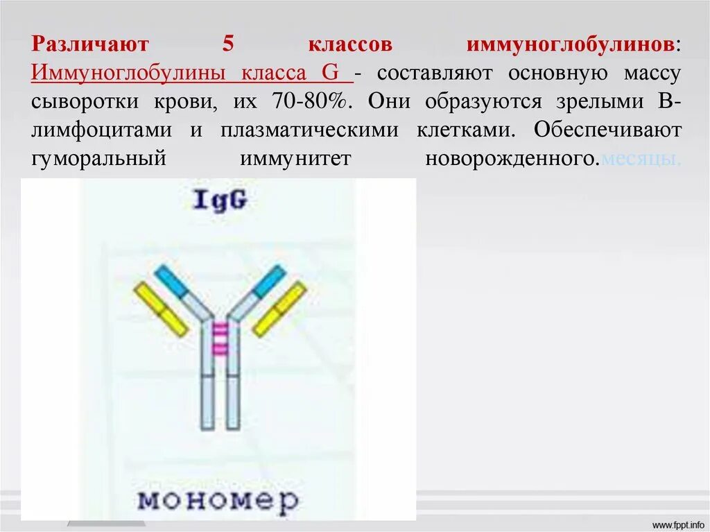 Иммуноглобулин класса g. Иммуноглобулины м и g. 5 Классов иммуноглобулинов. Специфический иммуноглобулин е. Иммуноглобулин g о чем говорит