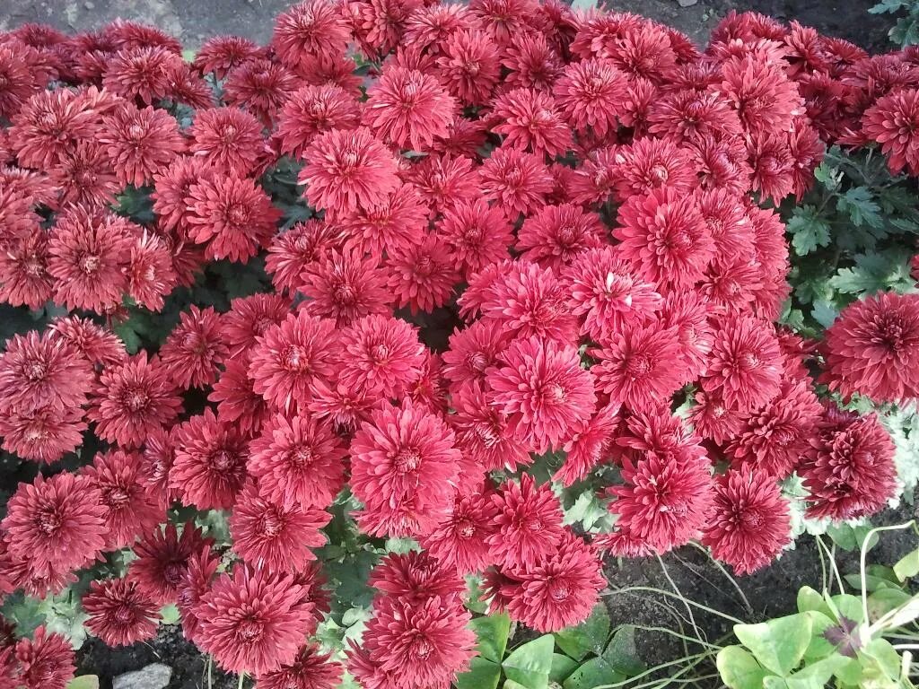 Живые обои хризантемы. Клумба из корейской хризантемы. Хризантема корейская мариэлла бронз. Клумба из корейской хризантемы. Хризантема балтика белая букет.