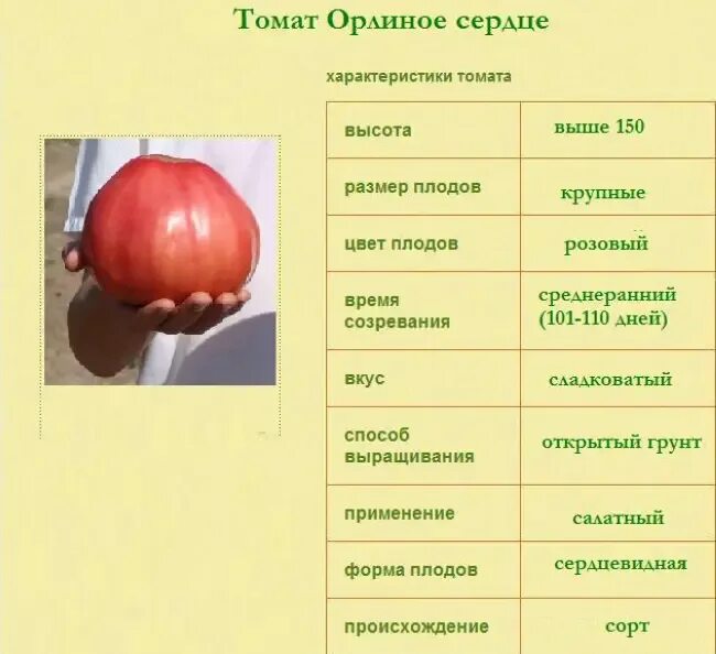 Орлиное сердце томат описание и фото