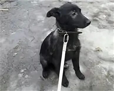 Лабрадор черный бандит. Собаки вязниках. Собаки вязниках. Собаки вязниках. Собаки вязниках.