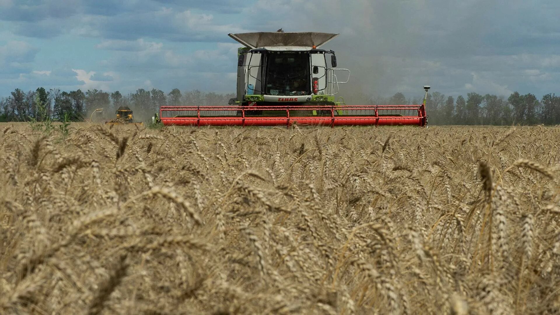 Экспорт зерна. Зерно Россия. Экспорт зерна из Украины. Россия пшеница.