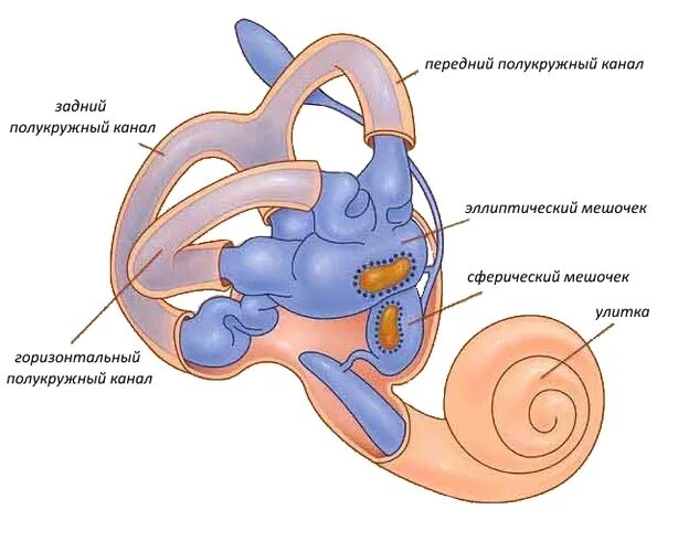 Вестибулярный аппарат симптомы у взрослых. Внутреннее ухо анатомия вестибулярного аппарата. Строение полукружных каналов внутреннего уха. Преддверие вестибулярного аппарата это мешочки. Внутреннее ухо вестибулярный аппарат строение.