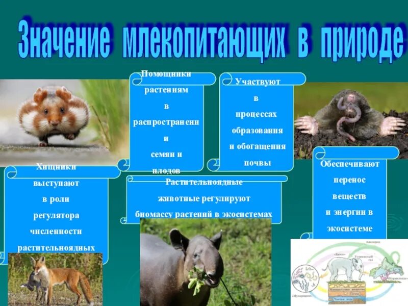 Состав и значение животных. Значение млекопитающих. растительноядные млекопитающие примеры 2 класс. роль млекопитающих в природе. роль млекопитающих в экосистемах.