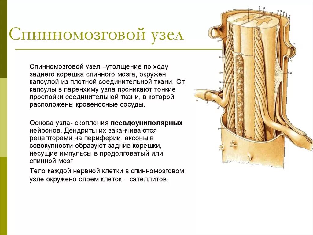 Спинномозговой узел. Строение спинномозгового узла. В спинномозговом узле расположены. Спинномозговой узел расположен. Промежуточные нервные узлы