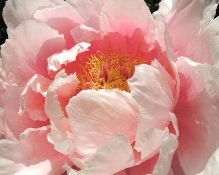 Sweet peony. Пионы Marianne Broome.