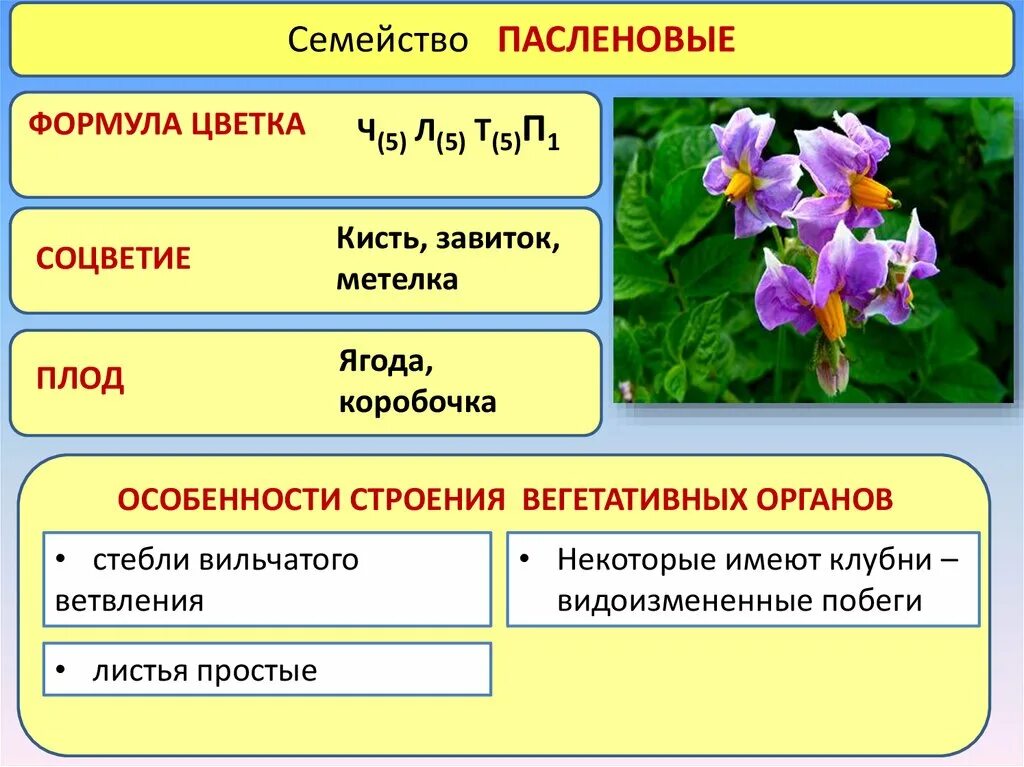 Особенности строения пасленовых растений. Формула строения цветка пасленовых растений. Семейство Пасленовые особенности строения. Семейство Пасленовые формула.