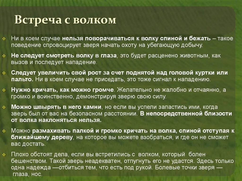 Поведение при встрече с диким животным. Правила поведения при встрече с волком. Памятка поведения при встрече с дикими животными. Меры безопасности при встрече с волком. Памятка при встрече с диким животным.