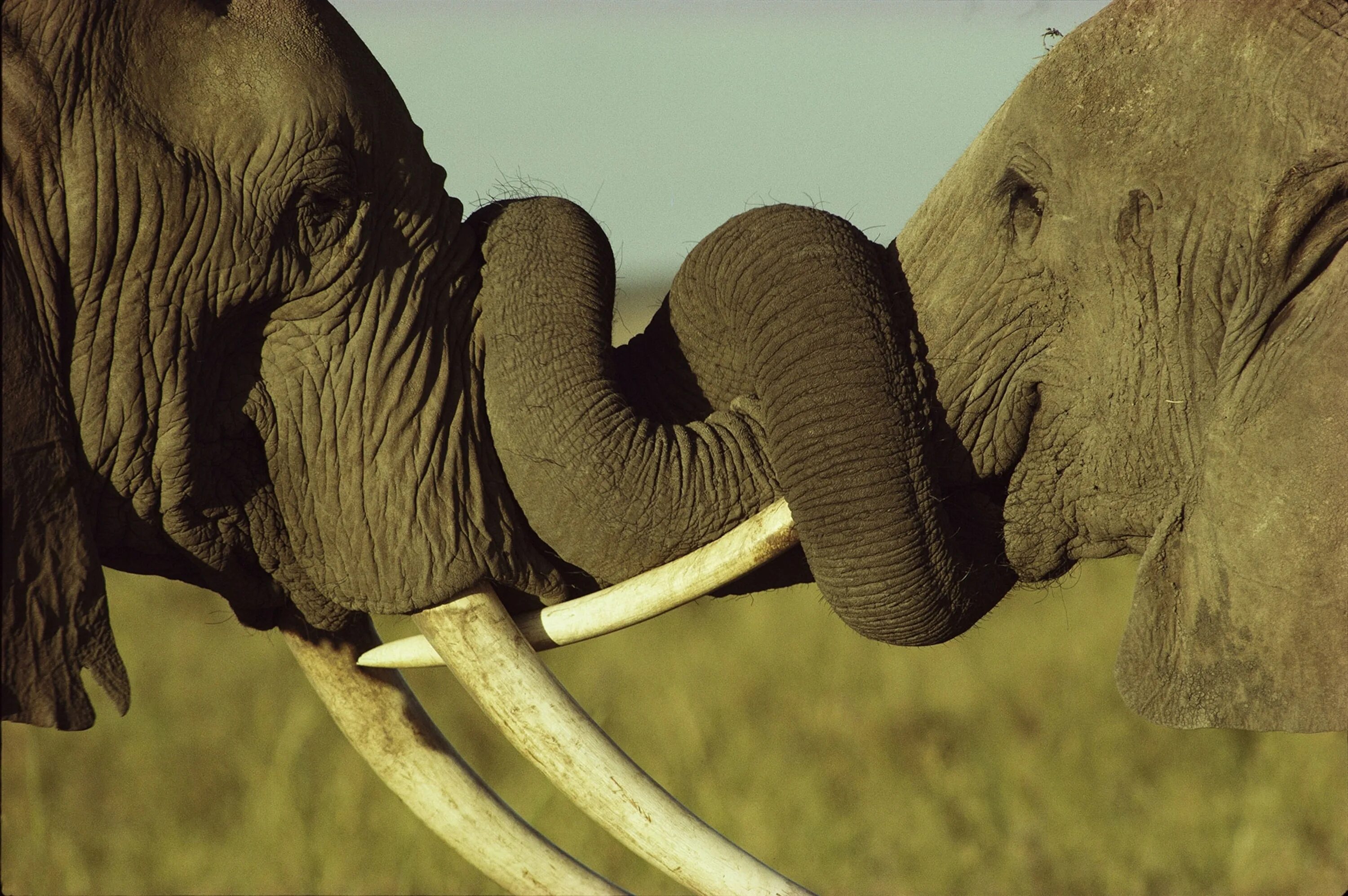 Elephant friends. Слоны. Слоны обнимаются. Хобот африканского слона. Необычное поведение животных.