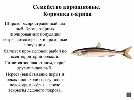 Виды рыбы описание