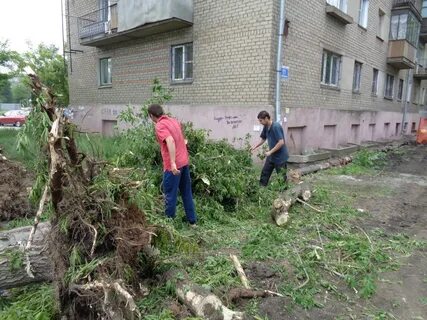 Вывоз деревьев с участка