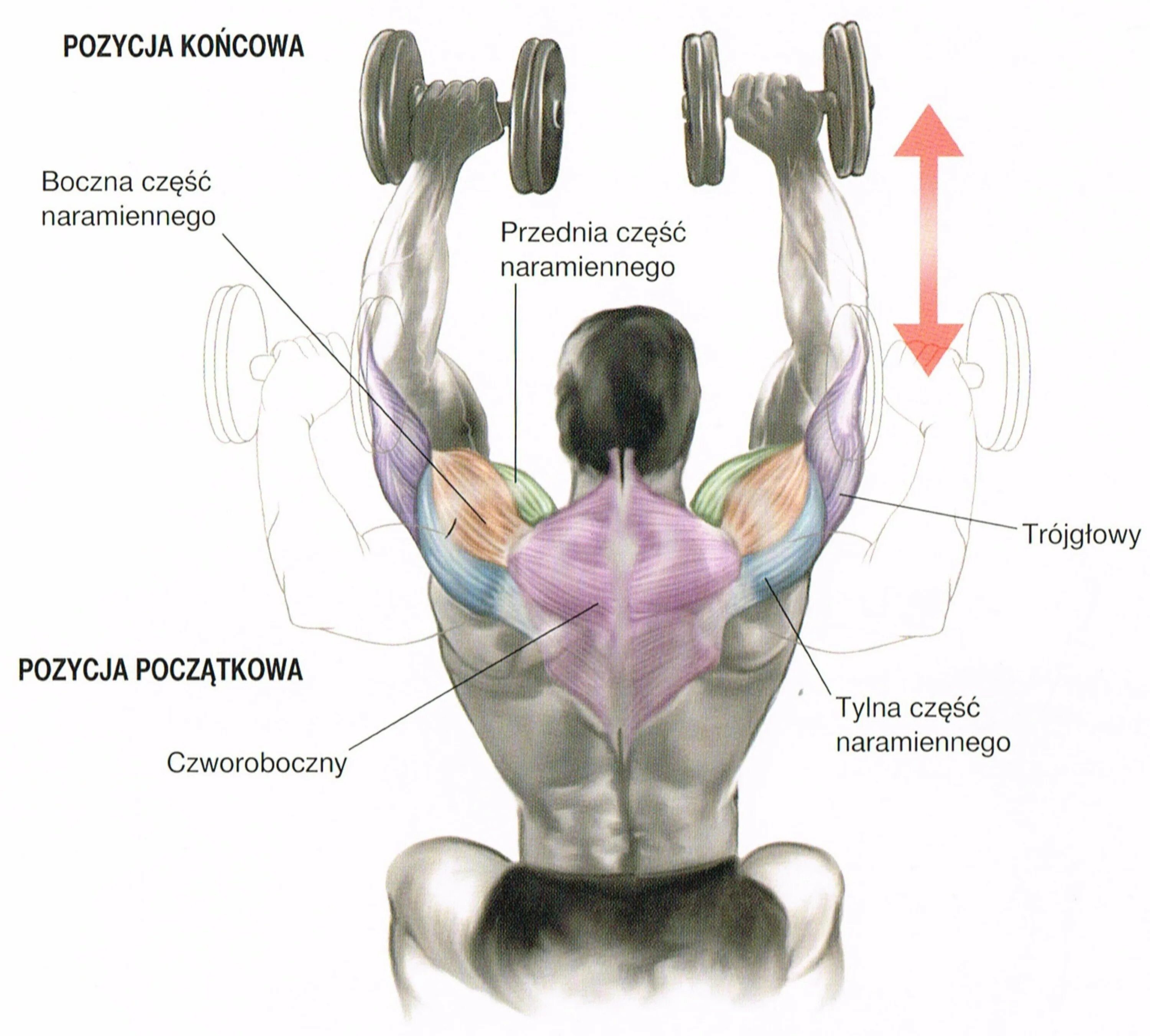 Жим гантелей сидя на передние дельтовидные мышцы. Упражнения на дельтовидные мышцы с гантелями. Передний пучок дельтовидной мышцы упражнения с гантелями. Тренировка дельтовидных мышц гантелями.