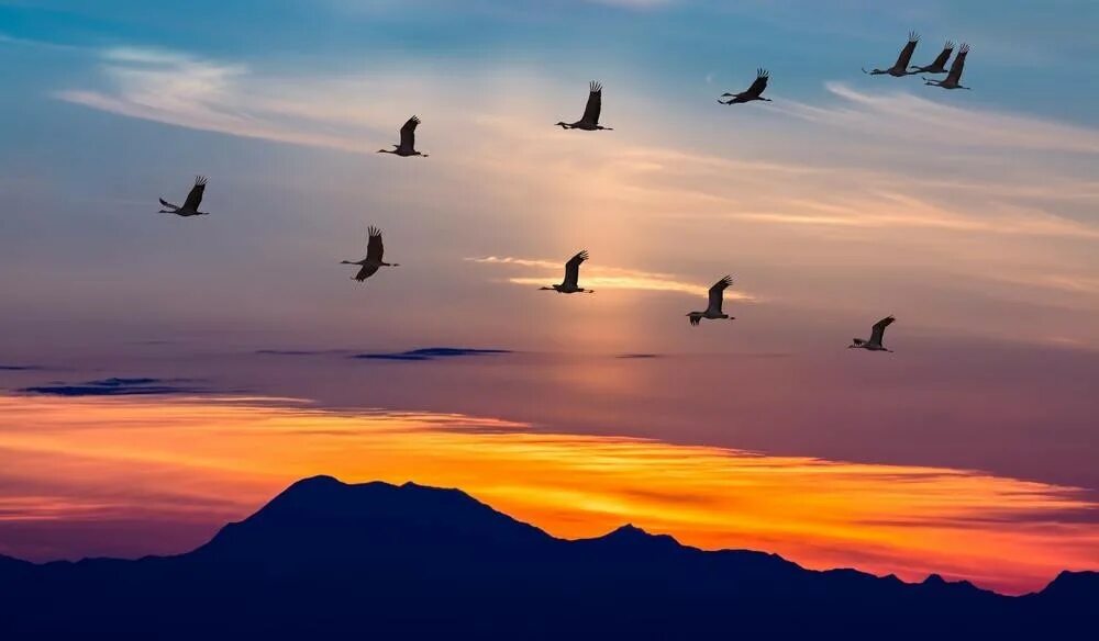 Теплые края. Клин перелетных птиц в небе. Перелетные птицы улетают на Юг. Миграция перелётных птиц. Перелётные птицы журавлиный Клин.