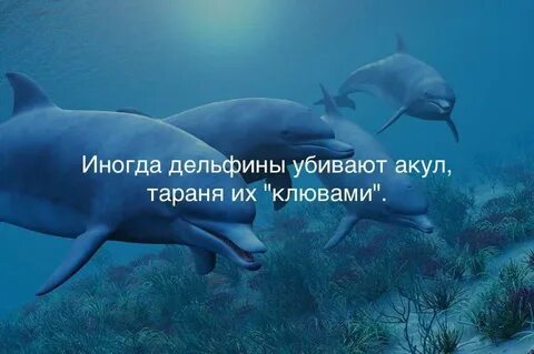 Дельфины факты