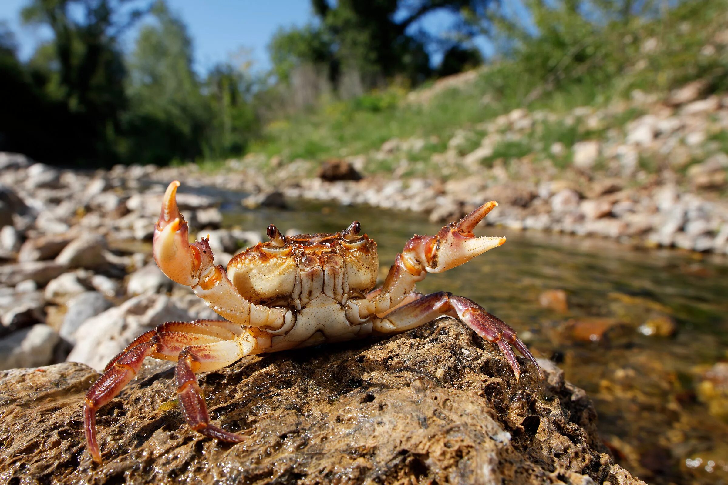 Краб морядка. Краб Потамон. Потамон иберийский краб. Пресноводный краб (Potamon potamios). Потамон Крымский.