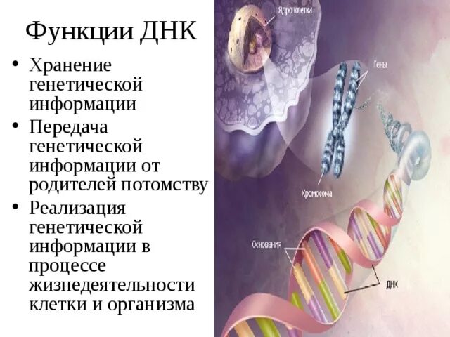 Функции ДНК. Генетические функции ДНК. Передача генетической информации.