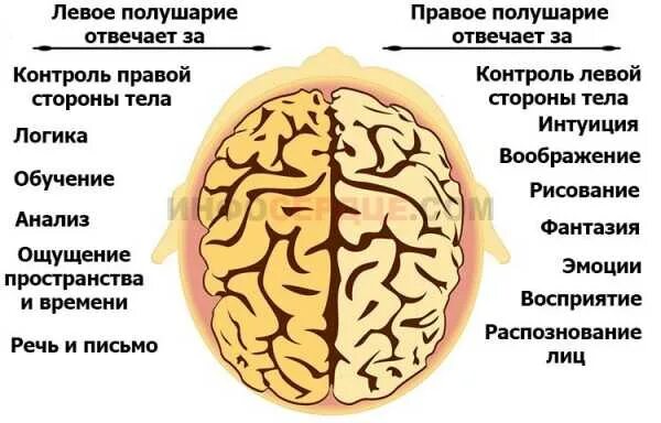 За что отвечает правое левое мозг. Левое и правое полушарие мозга. Левое и правое полушарие. За что отвечает мозг. Право еи левое полушаерие.