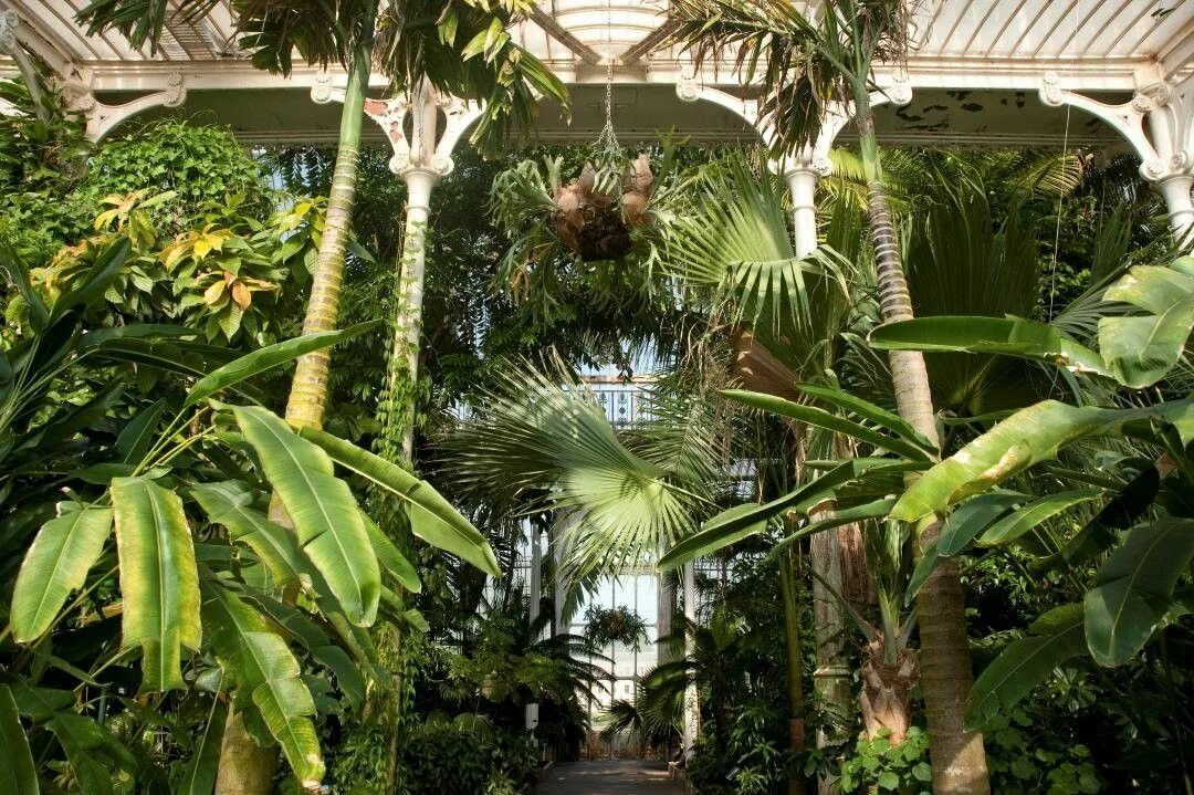 Palm House, Kew Gardens. Пальма в Ботаническом саду СПБ. Ботанический сад оранжерея с пальмами. Монако пальмы Ботанический сад. Сад джунгли
