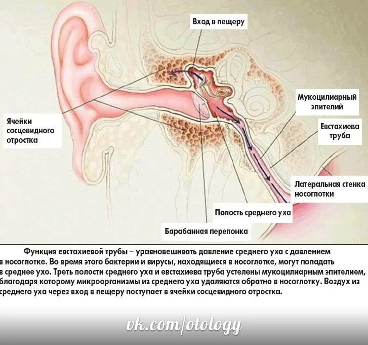 Хруст в ушах при глотании. Строение уха и евстахиевой трубы. Строение уха человека евстахиева труба. Евстахиева труба соединяет среднее. Евстахиева трубаанатосмия.