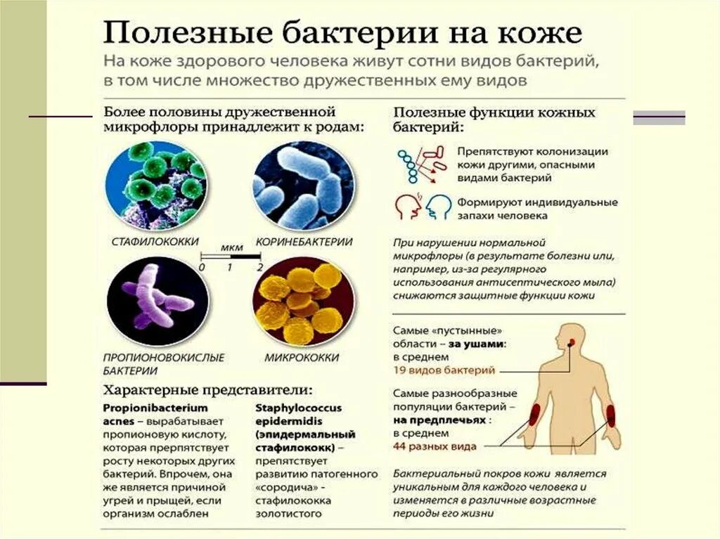 Самые полезные бактерии для человека. Полезные бактерии названия. Полезные бактерии для человека названия. Полезные микробы для человека. Бактерии человека название