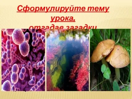 Тема грибы и бактерии
