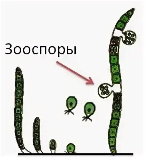 Схема размножения улотрикса. Улотрикс размножение схема. Улотрикс бесполое размножение. Размножение водоросли улотрикса. Спорофитом улотрикса является