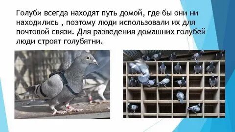 Откуда почтовые голуби знали куда лететь