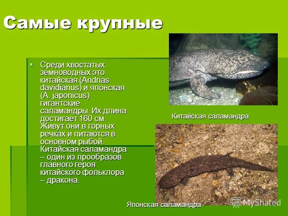 саламандра к какому классу относится