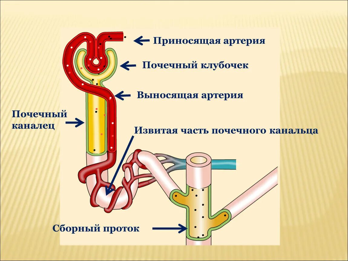 Какая кровь в клубочке нефрона. Строение нефрона. Приносящая артерия нефрона. Строение нефрона 8 класс биология. Строение нефрона рисунок.