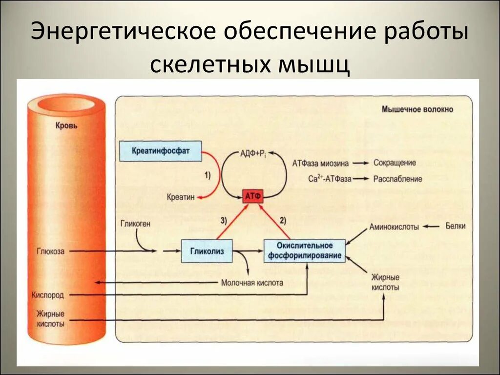 Регуляция деятельности скелетных. Регуляция деятельности скелетных