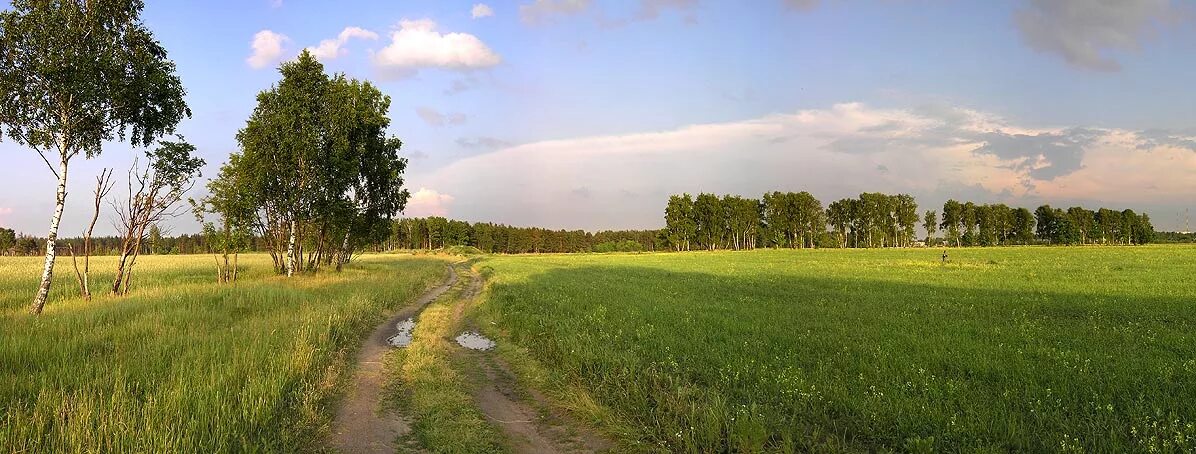 Поле панорама. Русское поле. Березы панорама. Лето панорама. Беззвучные поля