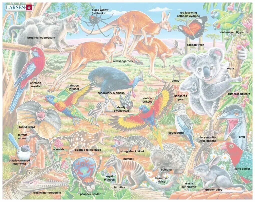 Карта животных и растений австралии. Материк австралия животные. Животные австралии на карте. Карта природных зон австралии с животными. Животные австралии на карте.