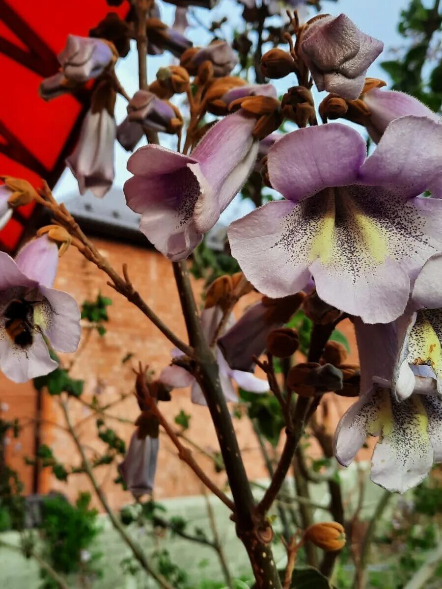 Павловния шонг тонг. Павловния шан тонг. Павлония войлочная. Павловния сорта шан-тонг. Павловния шан тонг.