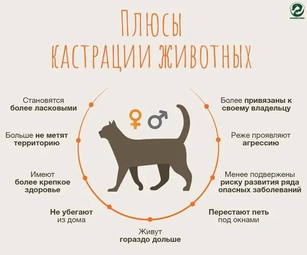 Что сделать чтобы кошка не гуляла. Стерилизация кошки схема. кошка метит территорию. кот метит территорию в квартире. чем коты метят территорию.