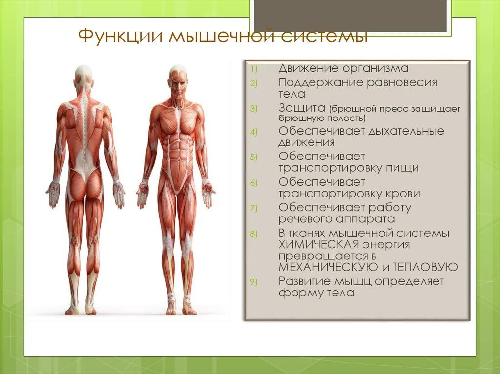 Назовите функции мышц