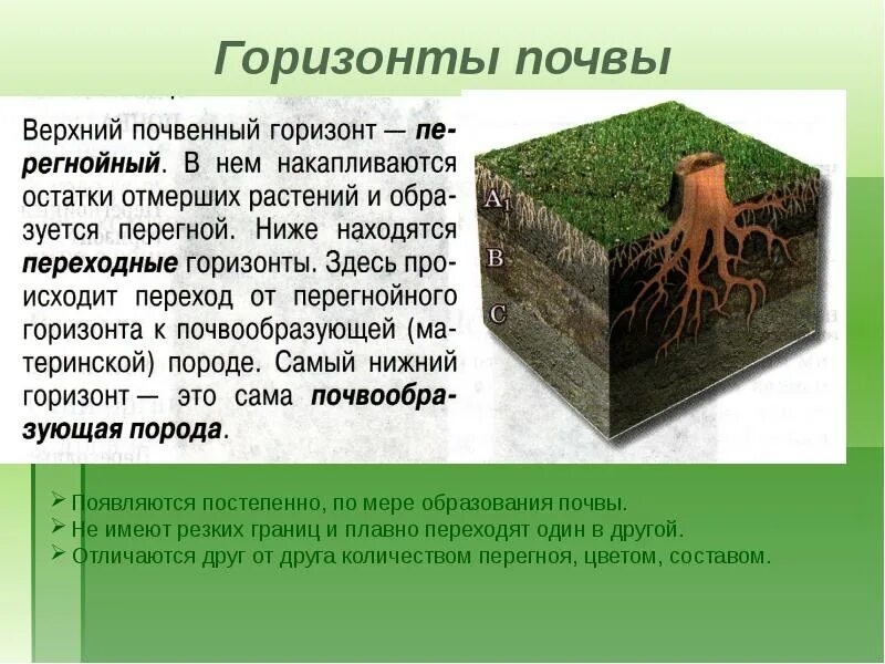 За какое время образуется 1 см почвы. Сообщение на тему почва. доклад про почву. процесс образования почвы. короткое сообщение о почве.