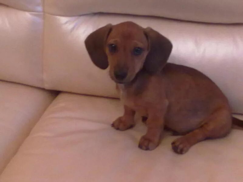 Как выглядит такса в месяц. Щенок таксы 1. Месячный щенок таксы. Как выглядит такса в месяц. Щенок таксы 2 мес.