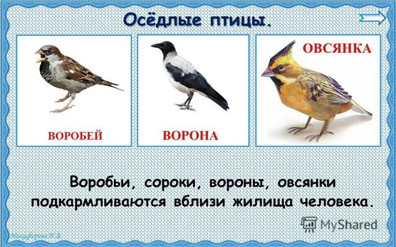 перелетные и оседлые птицы. оседлые птицы названия. оседлые птицы список. оседлые лесные птицы. оседлые птицы россии.