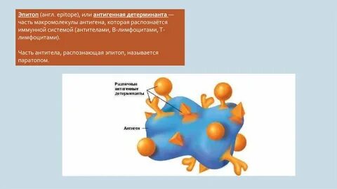 Антигенные детерминанты
