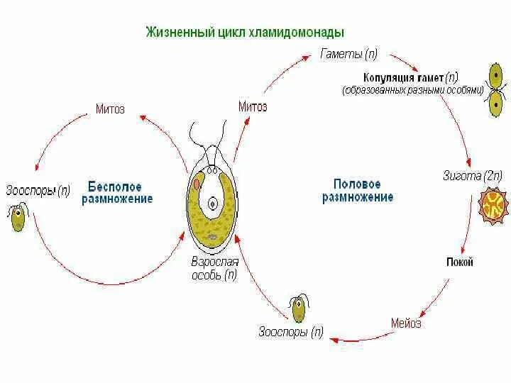 Половое размножение хламидомонады схема. Размножение хламидомонады схема. Бесполое размножение хламидомонады. Размножение водорослей хламидомонада. Взрослая особь хламидомонады образуется