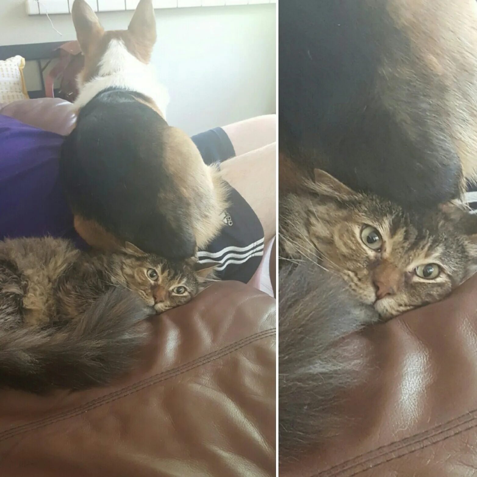 Классификация туристов шутка. Скелет из героев 3. Кот не понимает английского. Конкретно попали. Герои 3 скелеты мем.