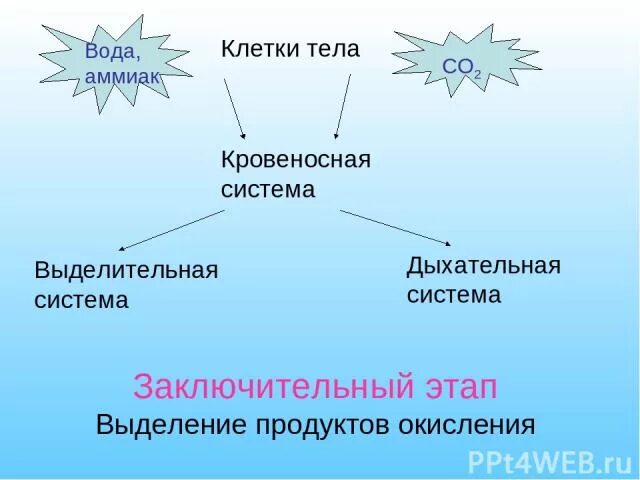 Аммиак и вода. Равновесие в системе аммиак – вода. аммиак в клетке. аммиачная клетка.