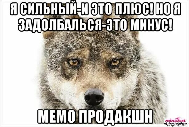 Минусовка волк. Волк Мем. Мемы с волками. Волчьи мемы. Мемы про Волков.