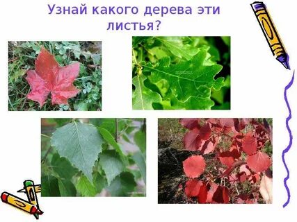 Что изменяется у листьев лиственных деревьев осенью