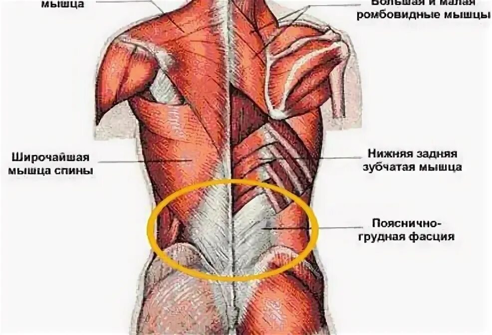 Мышцы спины и поясницы. Мышцы нижней части спины. Пояснично грудная фасция. Мышцы и фасции спины и поясницы.