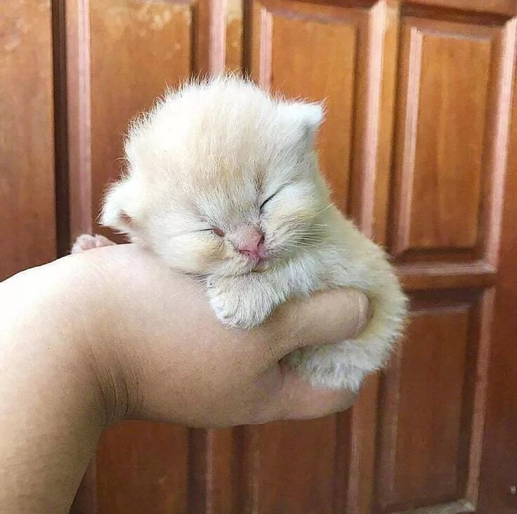 Очень смешной котенок. Котенок комочек. котёнок маленький пушистый комочек. смешные пушистые котята. смешные котята маленькие.