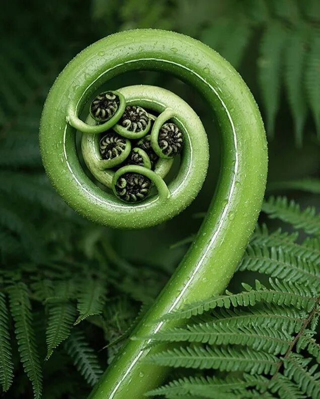 Закрученное растение. Кактус альбука. Спираливая растение. Альбука винтовая 10/20. Альбука хумилис.