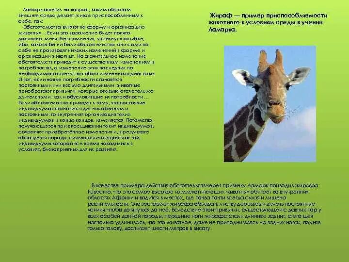 Ламарк Жираф. Обстоятельства влияют на форму и организацию животных. Изменение окраски животных Ламарк. Теория Ламарка Жирафы.