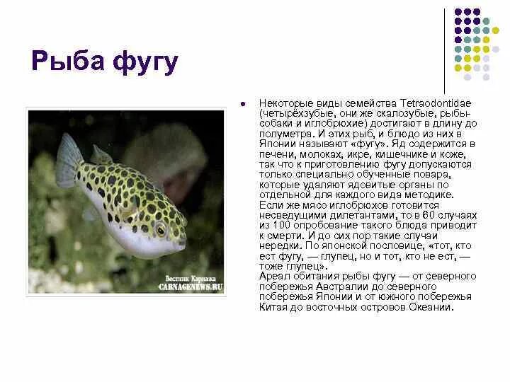 Сообщение о рыбе фугу. Рыба фугу ареал обитания. рассказ про рыбу фугу 3 класс. рыба фугу в тайланде. доклад про рыбу фугу.